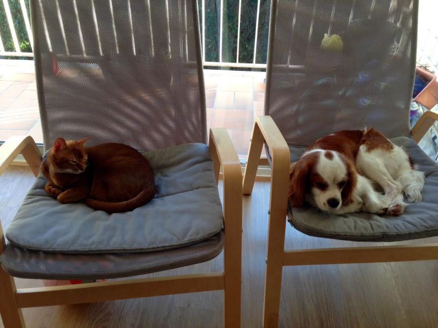 Симба и Чарли