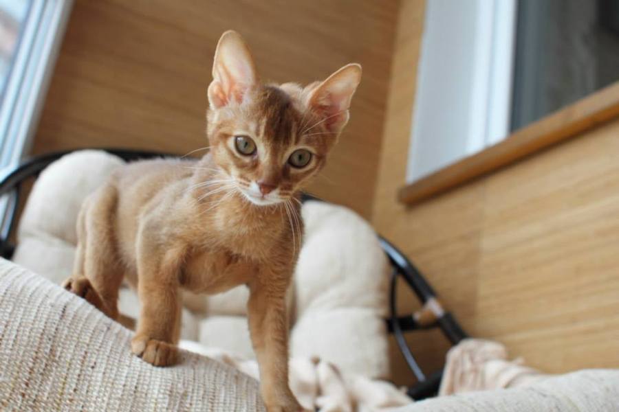 Симба-котенок