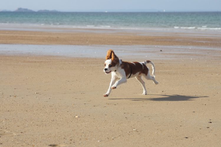 Чарли на море.jpg