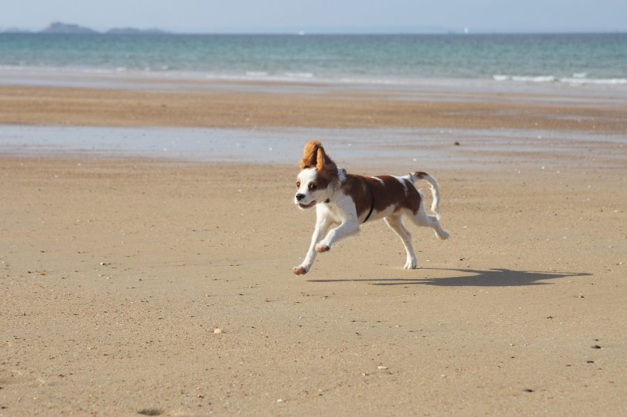 Чарли на море.jpg