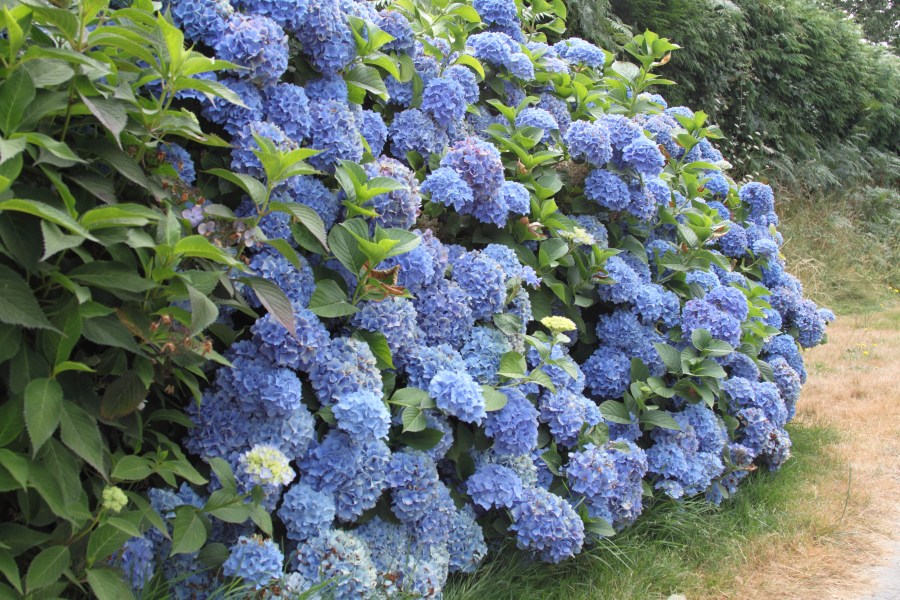 ploermel-route-des-hortensias