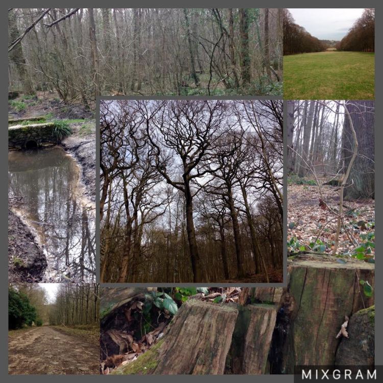 foret