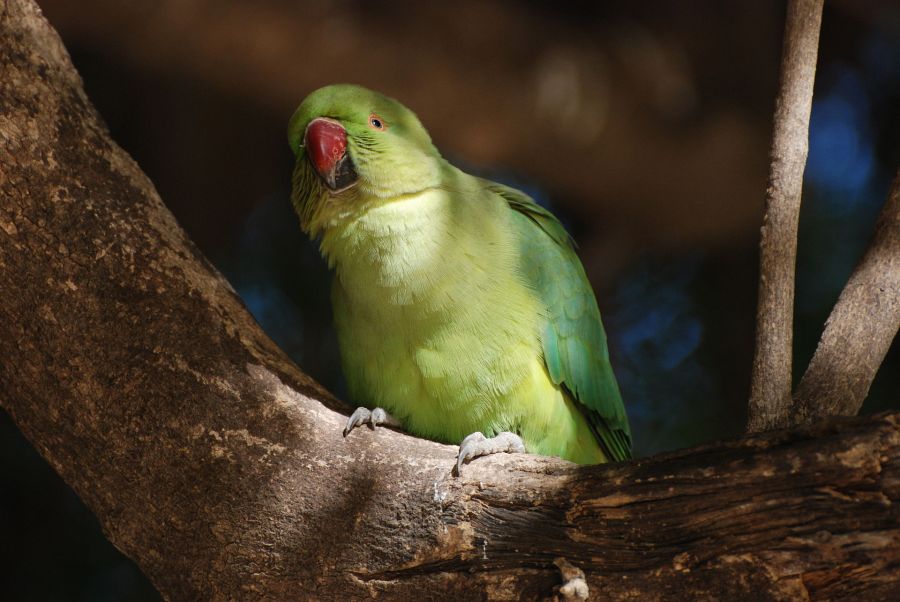 Parrot_India_1