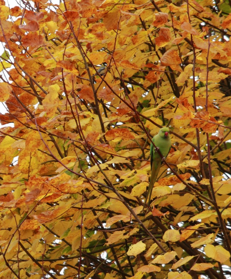 Попугаи в саду 2