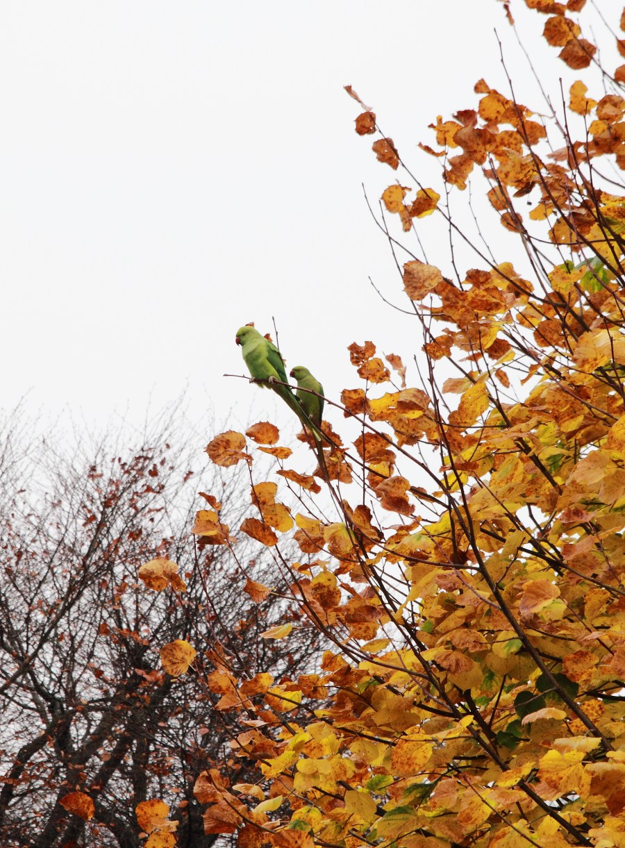 Попугаи в саду 3.JPG