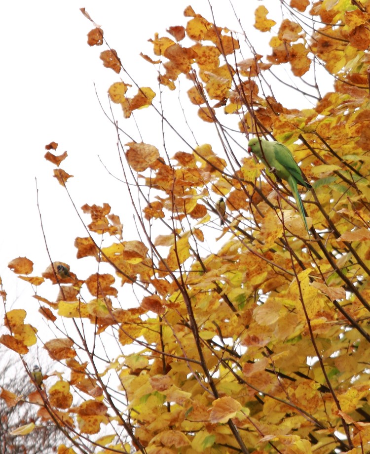 Попугаи в саду 4.JPG