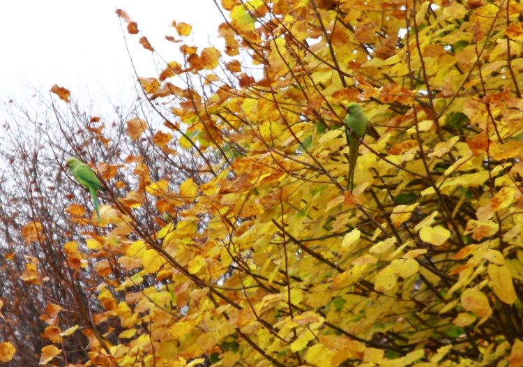 Попугаи в саду.JPG